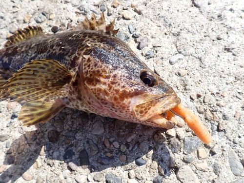 タケノコメバルの釣果