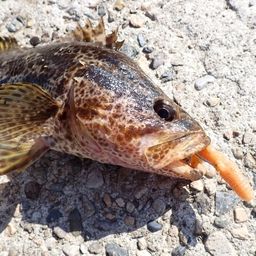 タケノコメバル