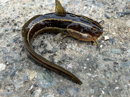 ゴンズイの釣果