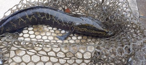 ライギョの釣果