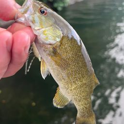 スモールマウスバス