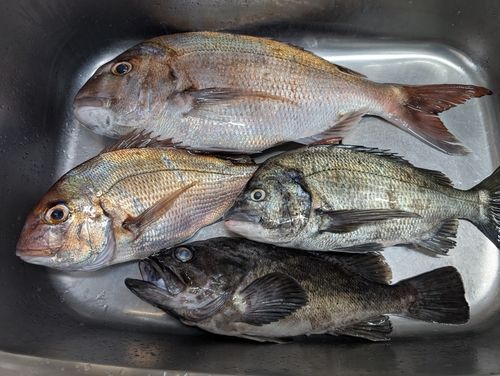マダイの釣果