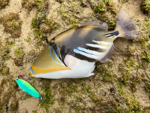 ムラサメモンガラの釣果