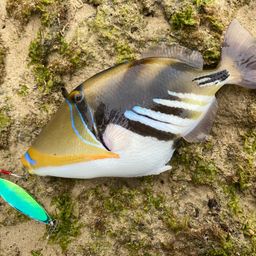 ムラサメモンガラ