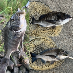 クロダイの釣果
