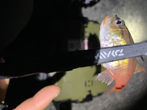 ネンブツダイの釣果