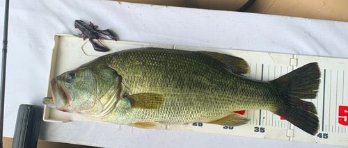 ラージマウスバスの釣果