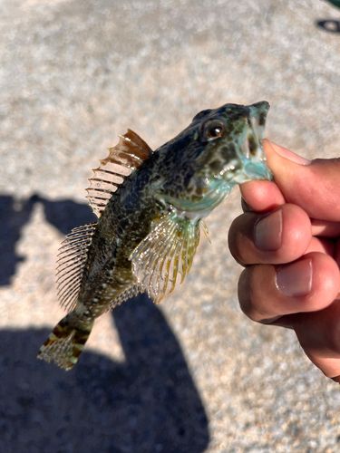 タケノコメバルの釣果
