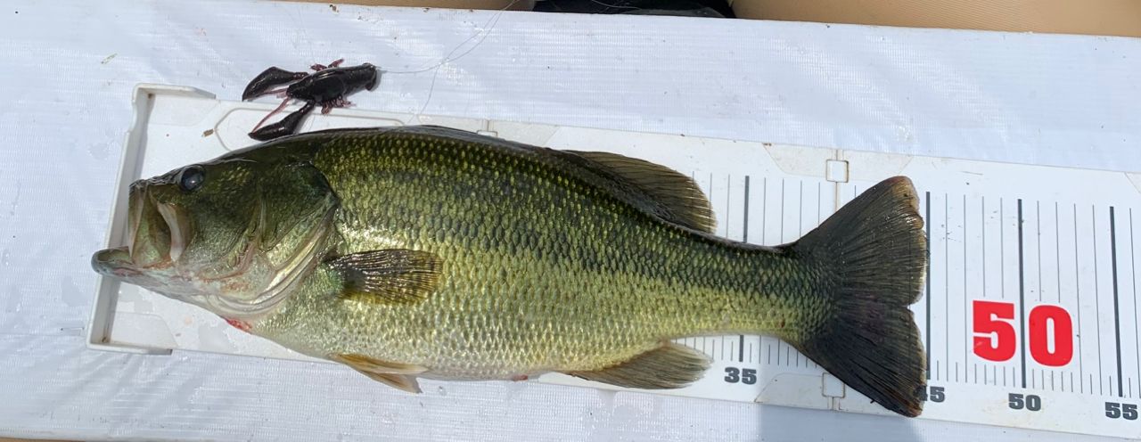 ラージマウスバス