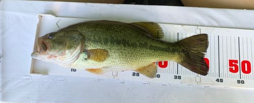 ラージマウスバスの釣果