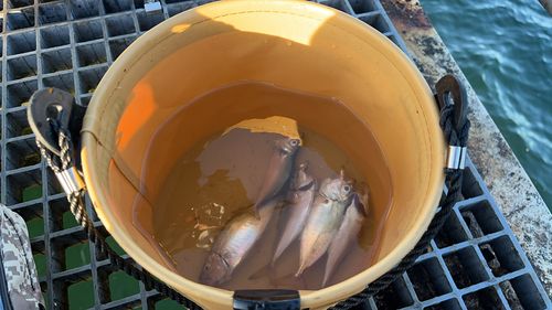 マアジの釣果
