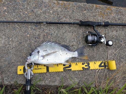 クロダイの釣果