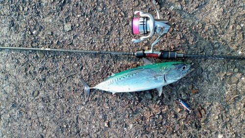 ソウダガツオの釣果