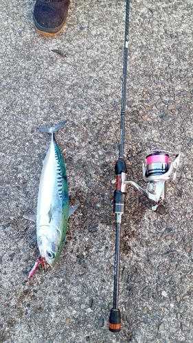 ソウダガツオの釣果