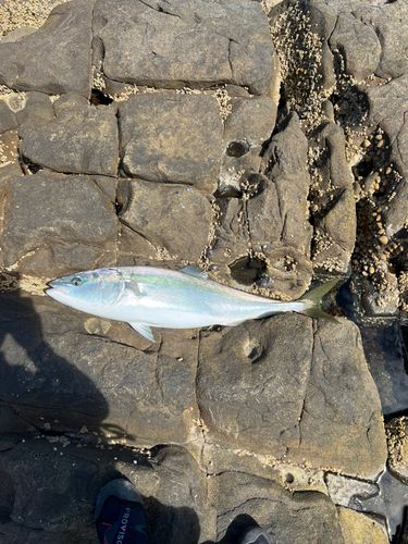 ブリの釣果