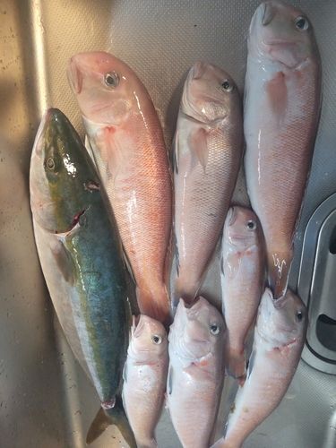 ハマチの釣果