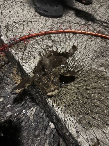 オニオコゼの釣果