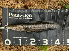 ライギョの釣果