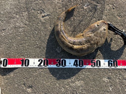 マゴチの釣果