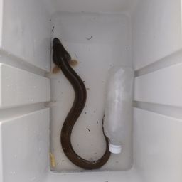 ウナギ
