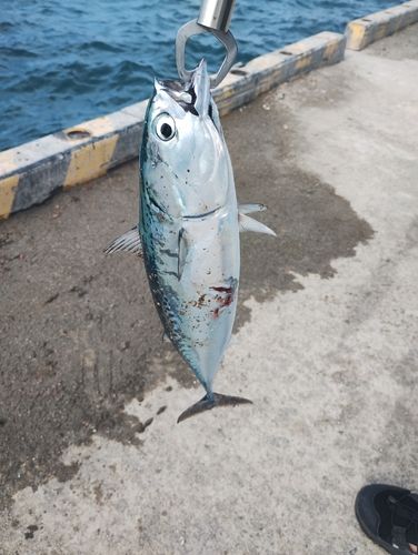 ソウダガツオの釣果