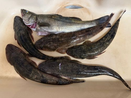マゴチの釣果