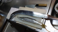 タチウオの釣果