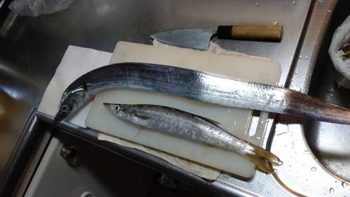 タチウオ