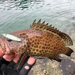 オオモンハタ