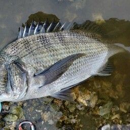 クロダイ