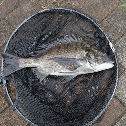クロダイ
