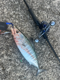 ハガツオの釣果