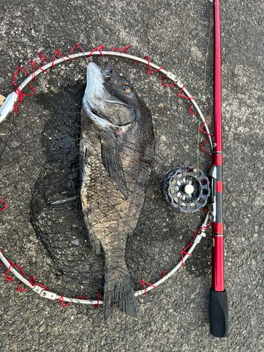 クロダイの釣果