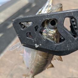 アジ