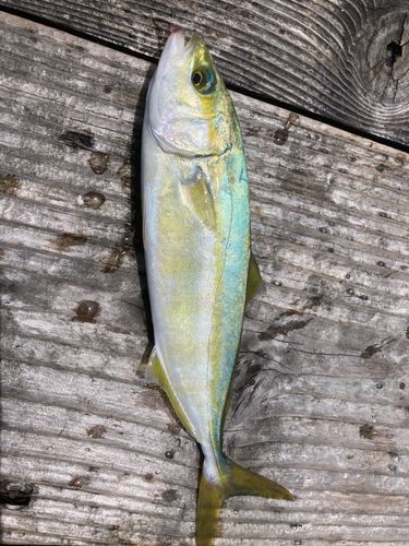 ヤズの釣果