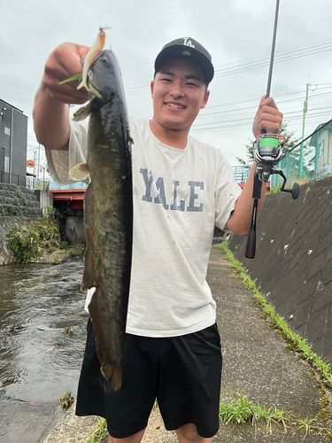 ニホンナマズの釣果