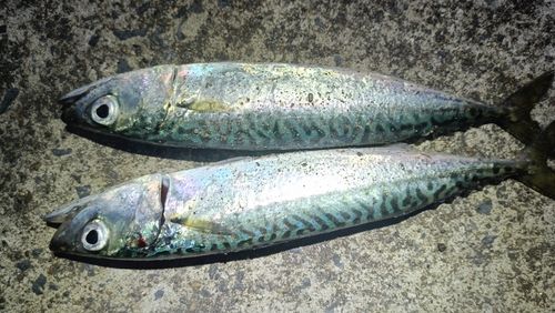 サバの釣果