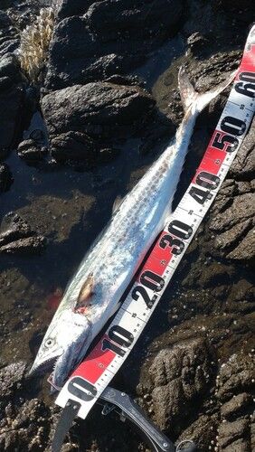 サゴシの釣果