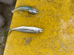 サゴシの釣果