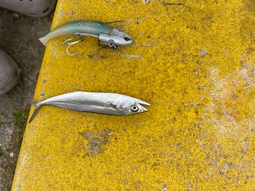 サゴシの釣果