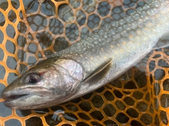 イワナの釣果