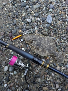 ソゲの釣果