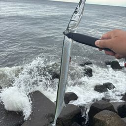ダツ