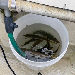 アジ