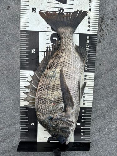 クロダイの釣果