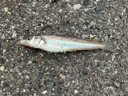 シロギスの釣果