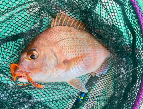 マダイの釣果