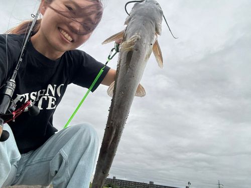 アメリカナマズの釣果