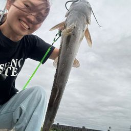 アメリカナマズ