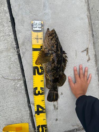 ベッコウゾイの釣果